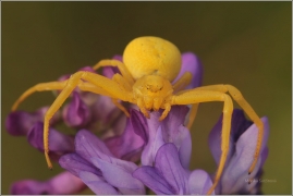 <p>BĚŽNÍK KOPRETINOVÝ (Misumena vatia) ----- /species of crab spider - Veränderliche Krabbenspinne/</p>